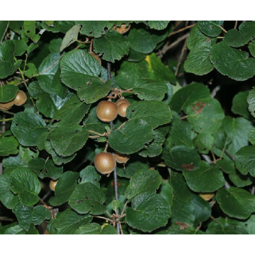 High Quality Natural Kiwi Fruit